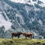 Haus Moosbrugger Appartement *